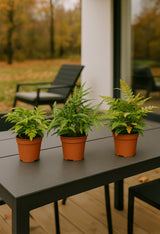 3x Gemischte Farnen Ø:12 H:30 cm