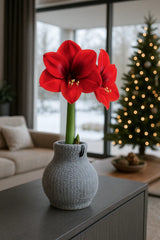Amaryllis Zwiebel Cozy Grau