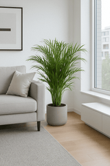 Areca - Goldfruchtpalme Ø:21 H:120 cm