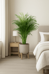 Areca - Goldfruchtpalme Ø:27 H:160 cm