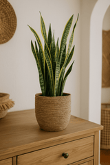 Bogenhanf - Sansevieria laurentii Ø:19 H:60 cm