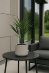 Chamaerops Humilis - Zwergpalme Ø:15 H:50 cm