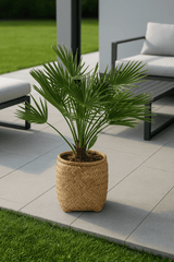 Chamaerops Humilis - Zwergpalme Ø:24 H:100 cm