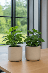 2x Charlie Grey Washed Ø:18 M