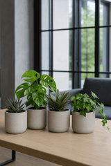 4x Charlie Grey Washed Ø:18 M