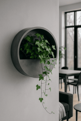 Efeu Hedera Helix Wonder Ø:13 H:20 cm