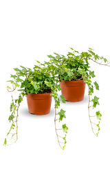 Efeu Hedera Helix Wonder 2er Set