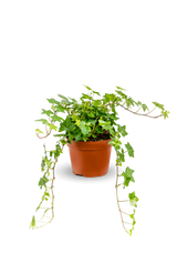 Efeu Hedera Helix Wonder Ø:13 H:20 cm