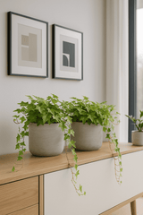 Efeu Hedera Helix Wonder 2er Set