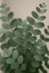 Eucalyptus Baum Gunnii Ø:19 H:50 cm