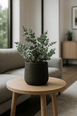 Eucalyptus Baum Gunnii Ø:19 H:50 cm