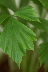 Fischschwanzpalme - Caryota Mitis Ø:21 H:100 cm