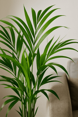 Kentia Palme Ø:19 H:100 cm