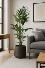 Kentia Palme Ø:24 H:170 cm