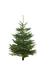 Echte Nordmanntanne 125–150 cm – Premium Weihnachtsbaum