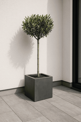 Olivenbaum Ø:22 H:100 cm