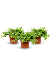 Peperomia rotundifolia 3er Set