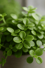 Peperomia rotundifolia 2er Set