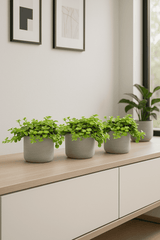 Peperomia rotundifolia 3er Set