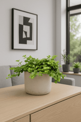 Peperomia rotundifolia Ø:10 H:15 cm