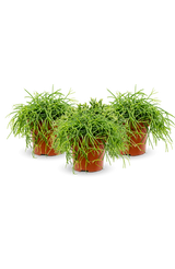 Rhipsalis Cashero 3er Set
