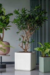 Block Ionic - Seidenweiß