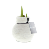 Amaryllis Zwiebel Cozy Weiß