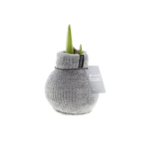 Amaryllis Zwiebel Cozy Grau