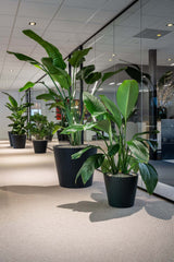 Bucket Fiberstone Schwarz