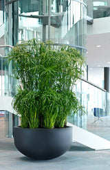 City Bowl Fiberstone Schwarz