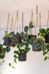 Hanging Charlie Schwarz