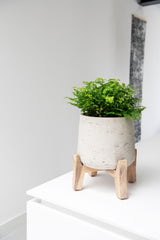 Patt Grey Washed Feet Low