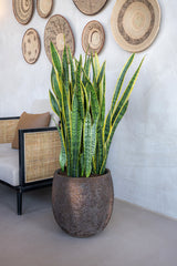 Gillard Oyster Imperial Braun