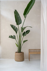 Patt Straw Grass handgewebter Pflanzkorb