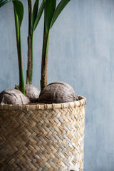 Bohemian - Zayn Finestgreen