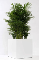 Block Matt Weiß Finestgreen