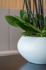 Cora Matt Weiß Finestgreen