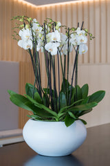 Cora Matt Weiß Finestgreen