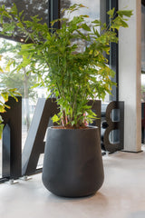 Pax Fiberstone Schwarz