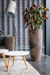 Dax Oyster Imperial Braun