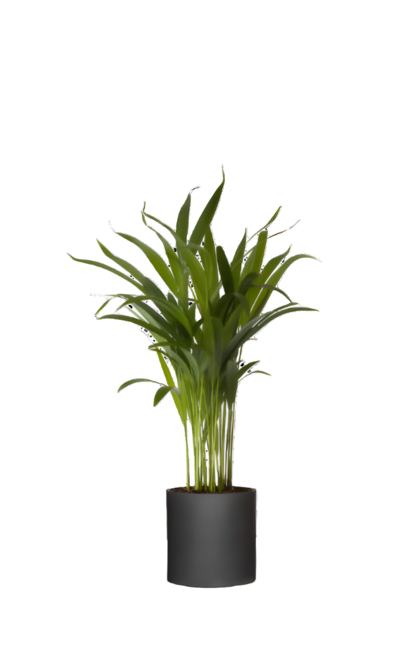 Areca - Goldfruchtpalme Ø:12 H:40 cm