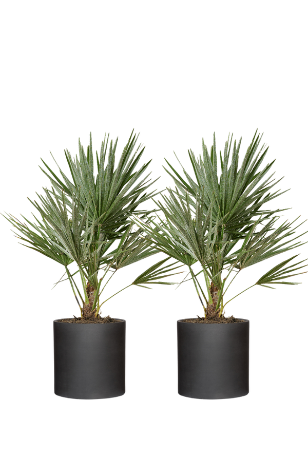 2x Chamaerops Humilis - Zwergpalme Ø:15 H:50 cm