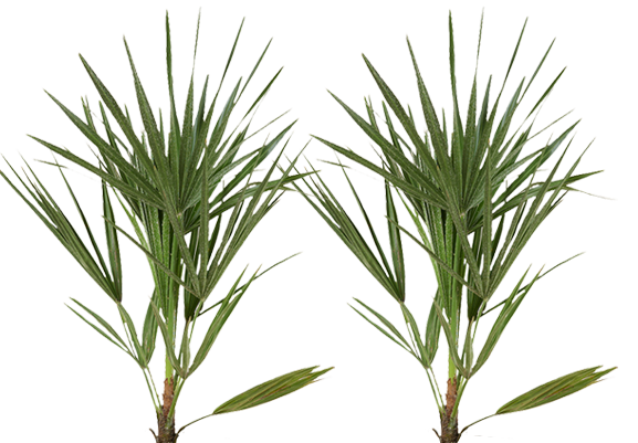 2x Chamaerops Humilis - Zwergpalme Ø:15 H:50 cm