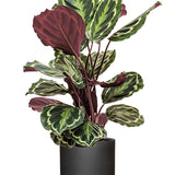 Calathea Set - Orbifolia & Medallion