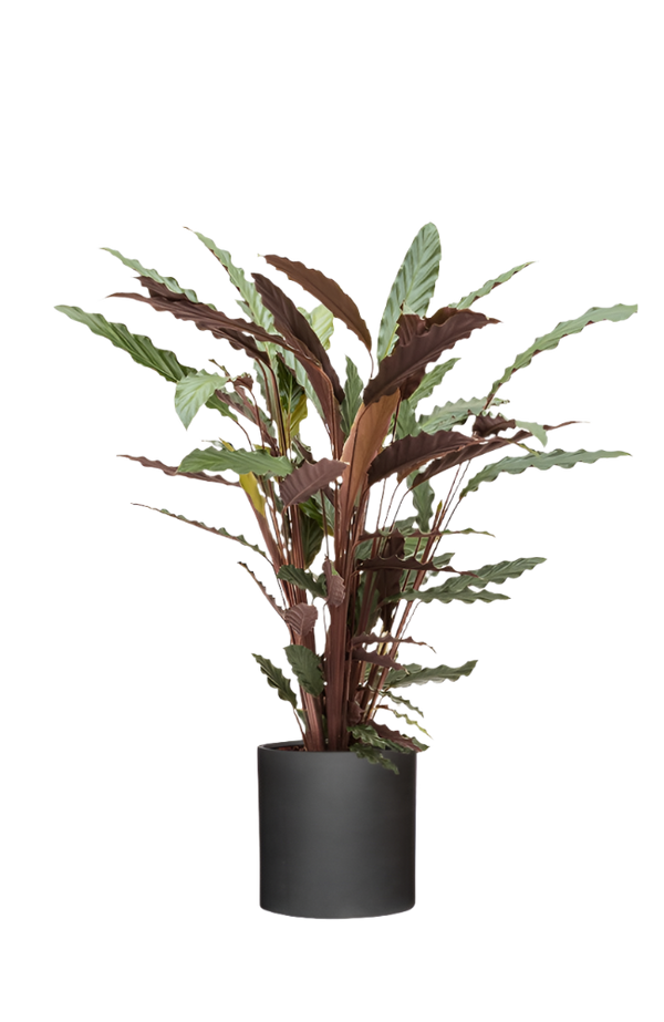 Calathea Rufibarba - Korbmarante Ø:17 H:55 cm