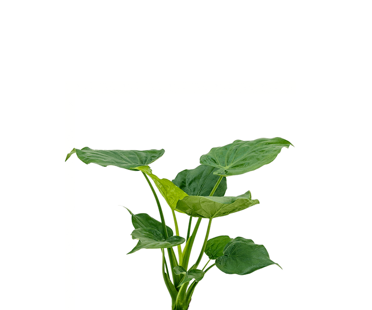 Alocasia Cucullata Ø:17 H:60 cm