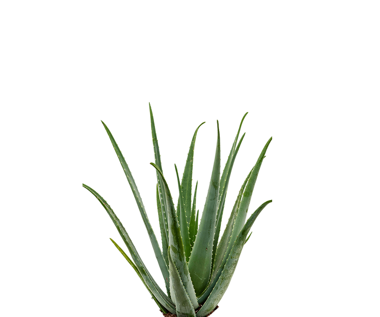 Aloe Vera Ø:25 H:60 cm