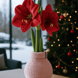 Amaryllis Zwiebel Cozy Pink