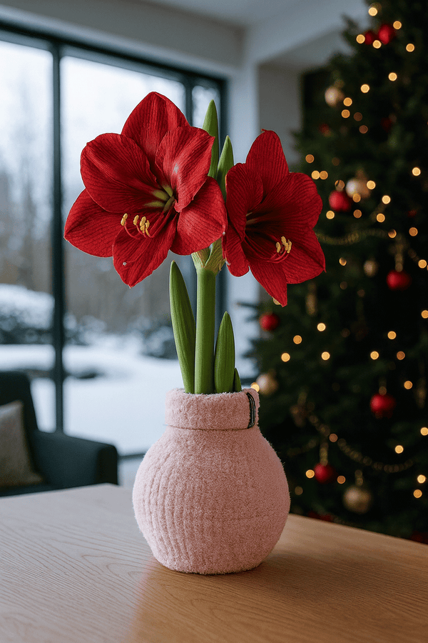 Amaryllis Zwiebel Cozy Pink