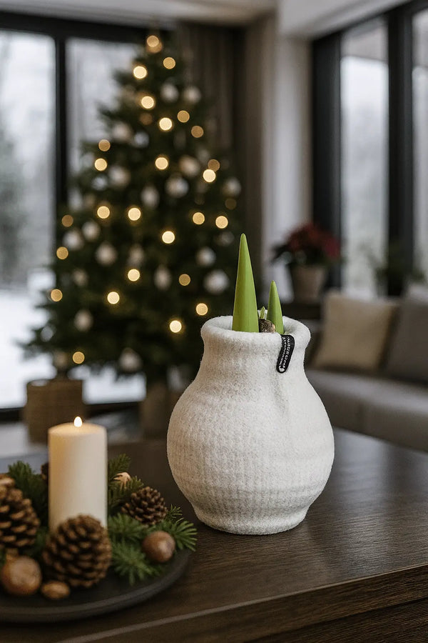 Amaryllis Zwiebel Cozy Weiß